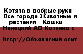 Котята в добрые руки - Все города Животные и растения » Кошки   . Ненецкий АО,Коткино с.